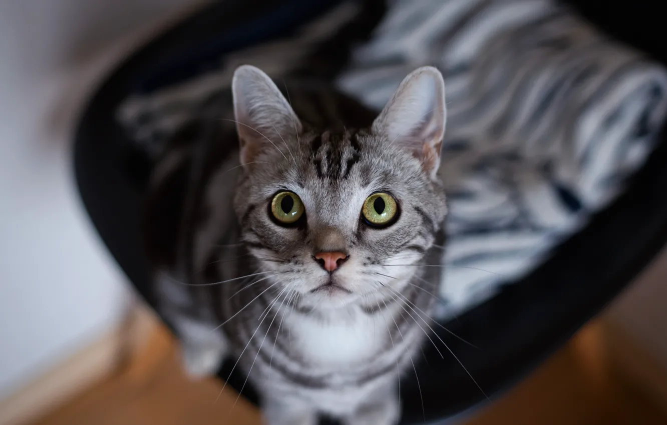 Photo wallpaper cat, cat, look, face, grey, portrait, striped, view