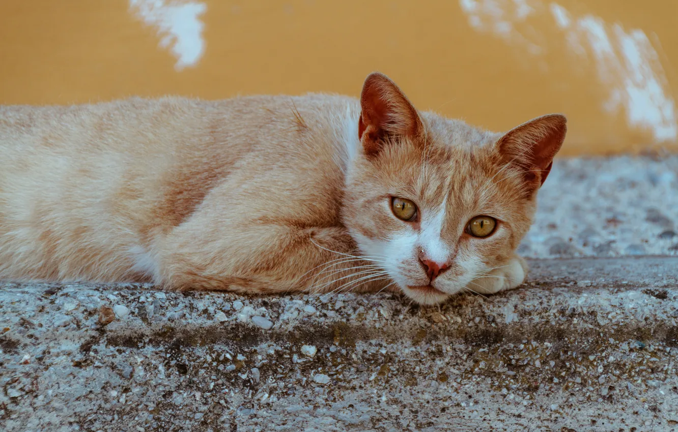 Photo wallpaper cat, cat, look, face, pose, wall, red, lies