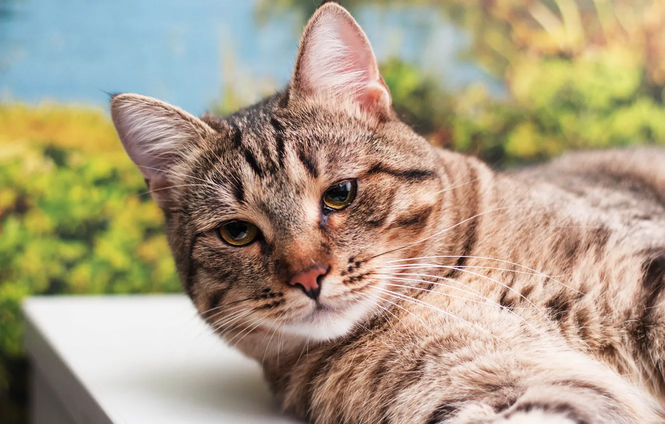 Photo wallpaper cat, cat, look, grey, background, portrait, striped