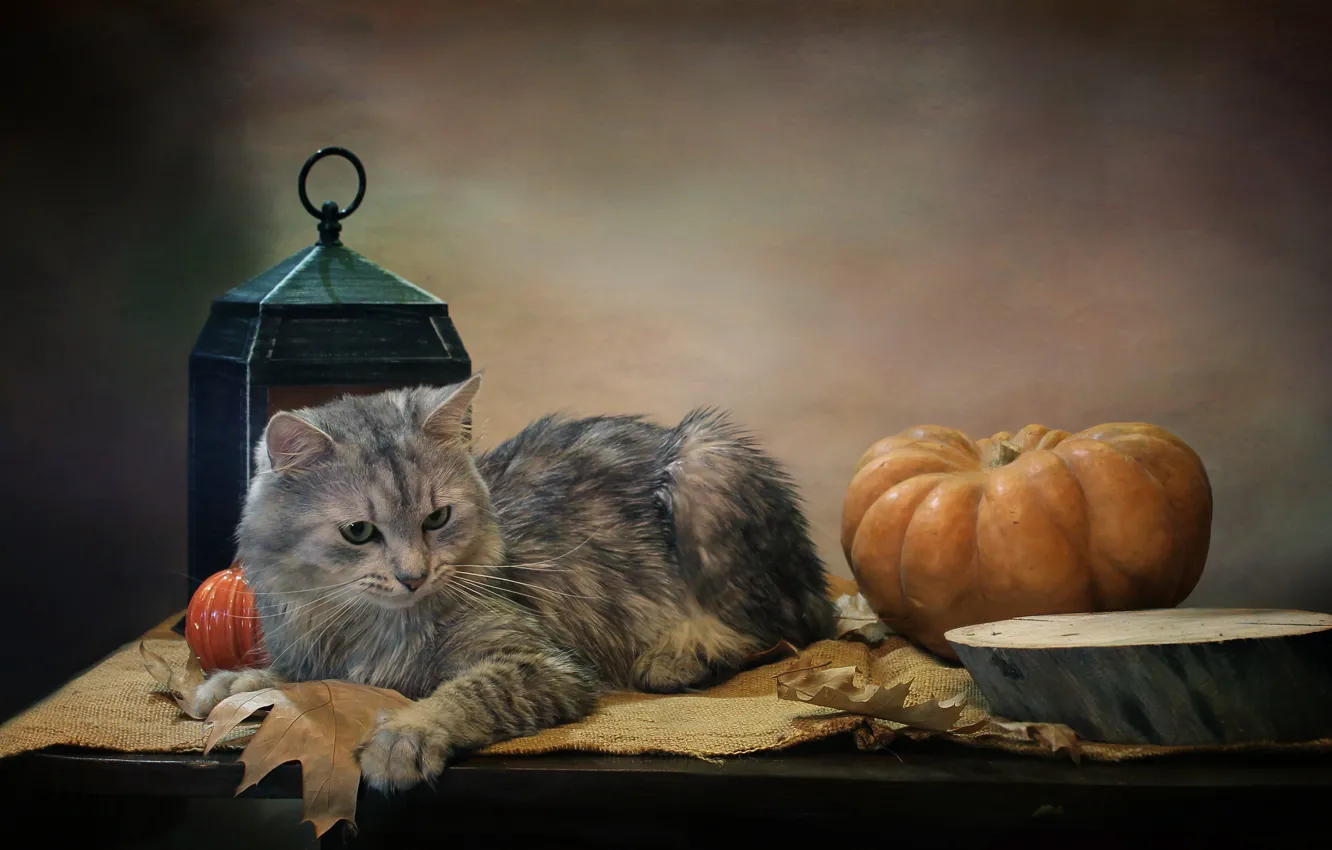 Photo wallpaper cat, leaves, pose, animal, lantern, pumpkin, fabric, burlap