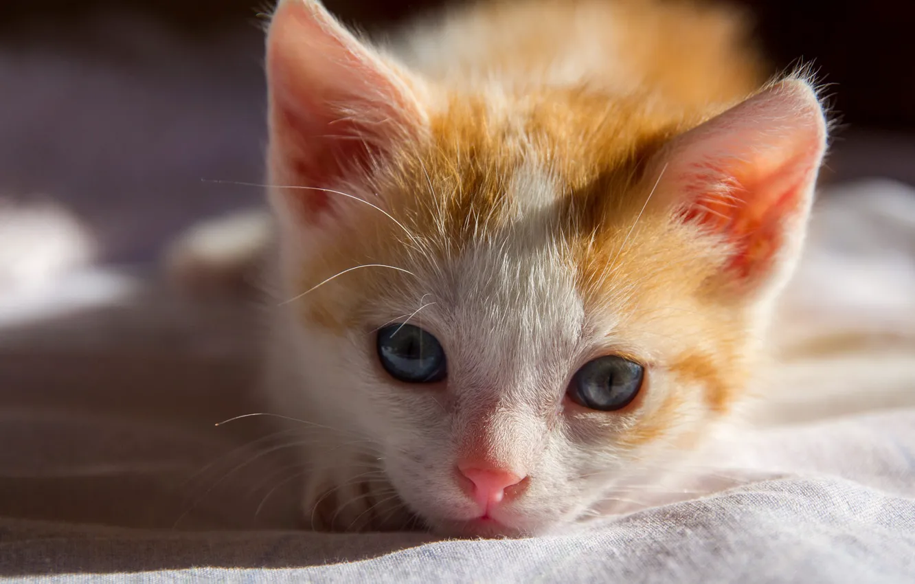 Photo wallpaper red, cat, portrait, face, kitty