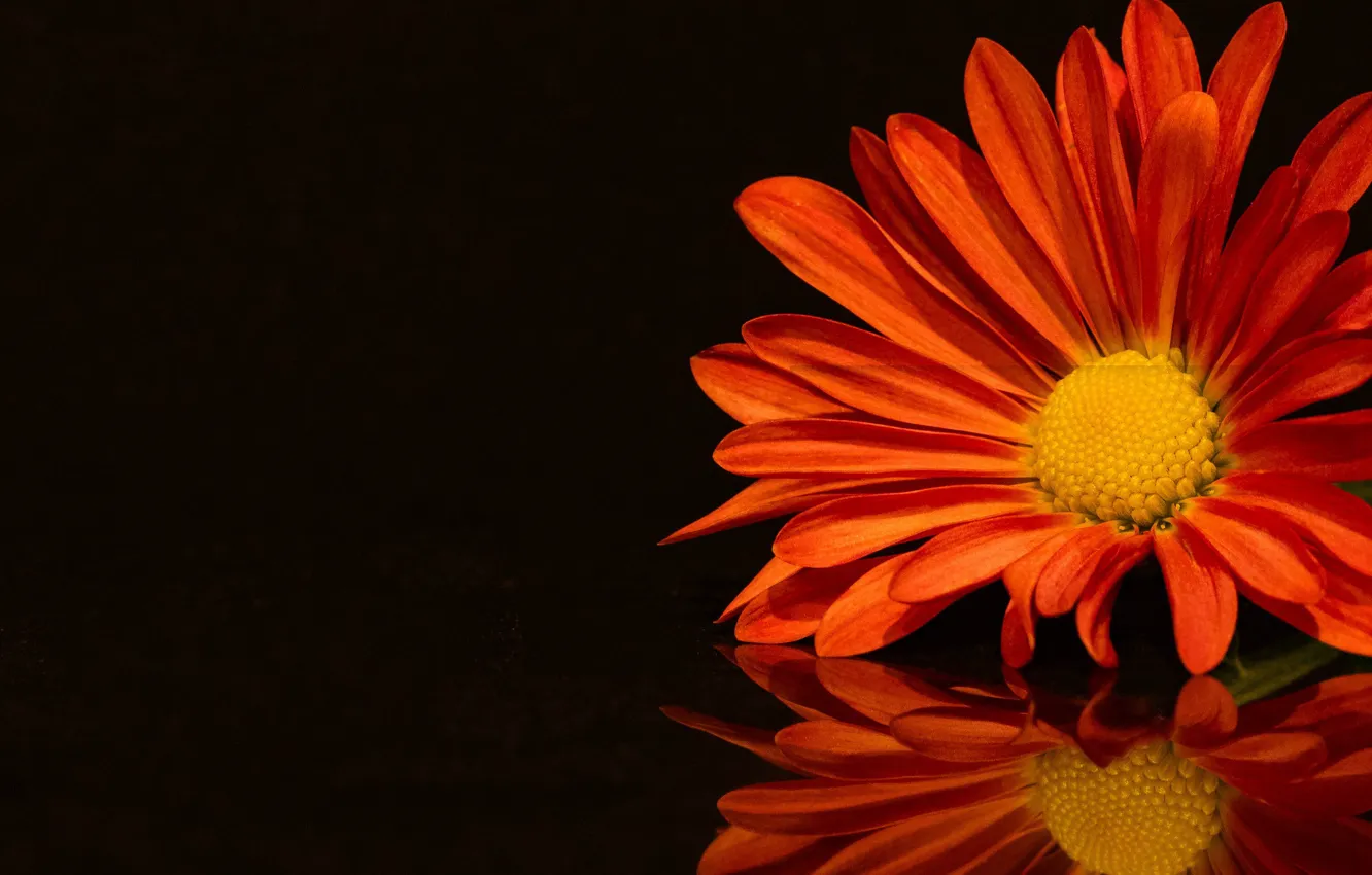 Photo wallpaper flower, reflection, petals