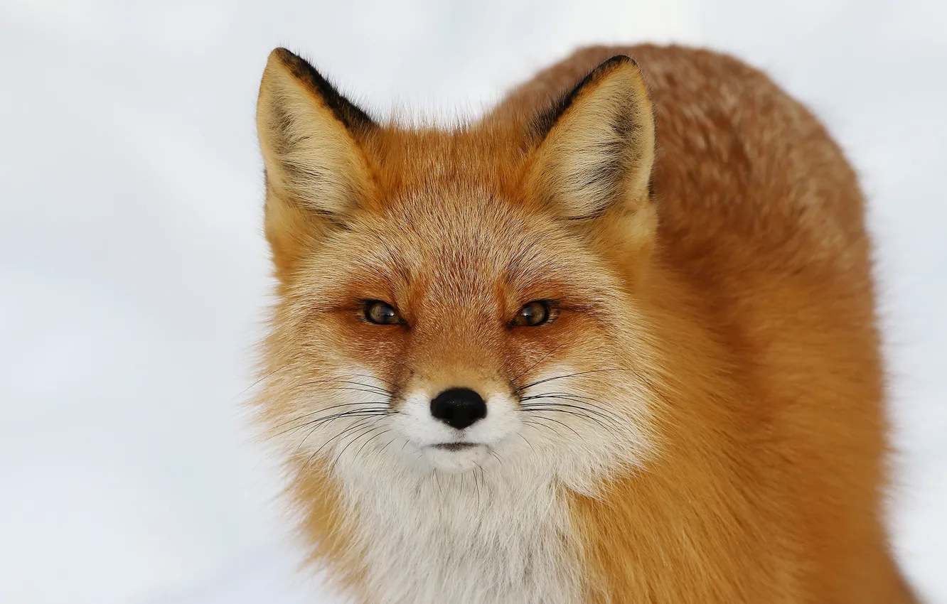 Photo wallpaper winter, look, face, snow, close-up, portrait, Fox, the snow