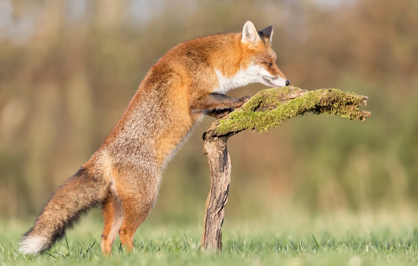 Photo wallpaper moss, Fox, red, snag, bokeh