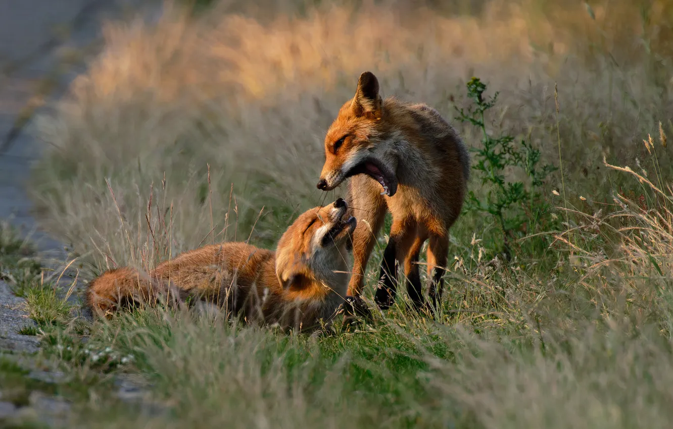 Photo wallpaper grass, Fox, a couple