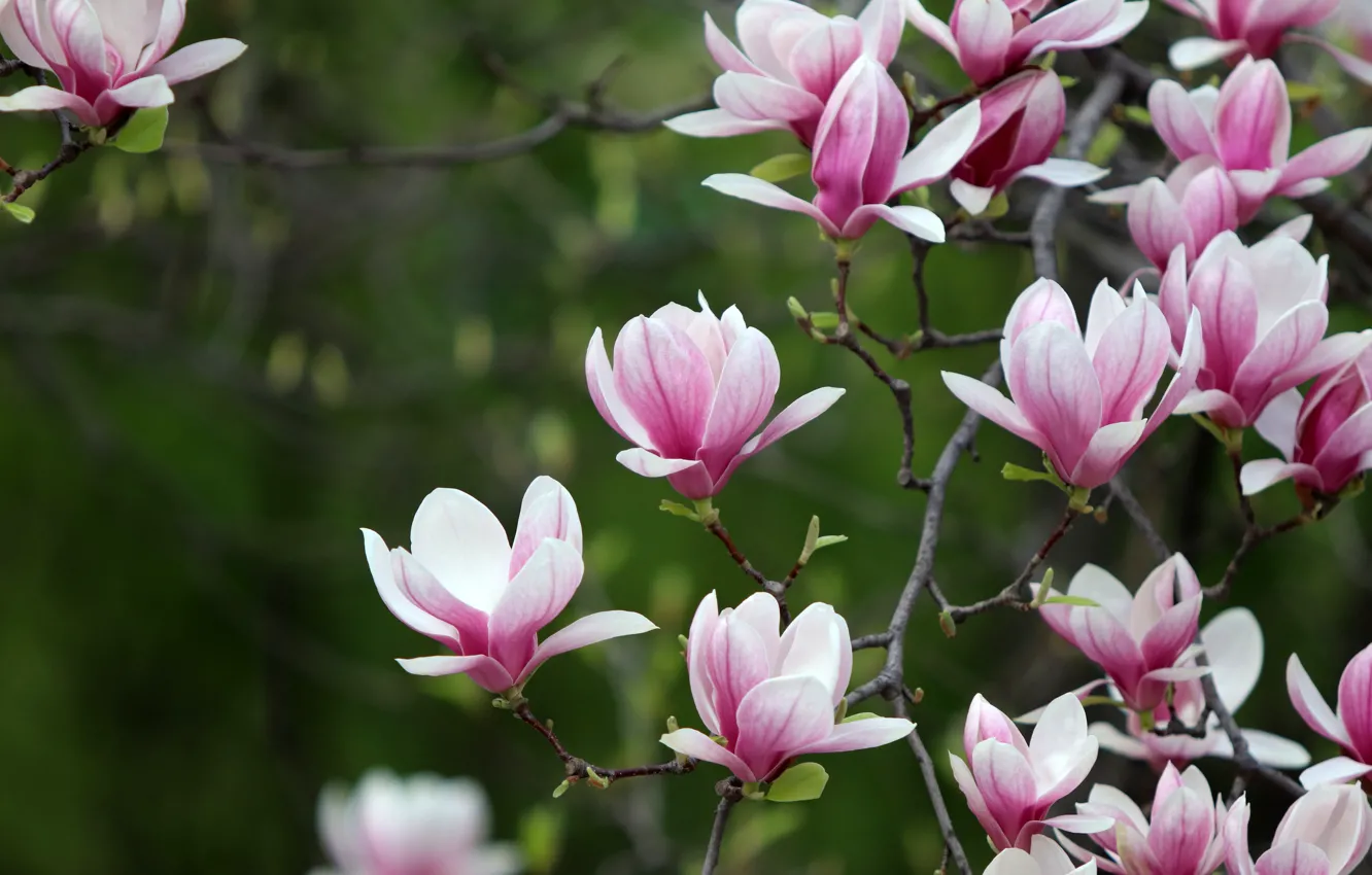 Photo wallpaper flowers, branches, spring, pink, flowering, green background, Magnolia