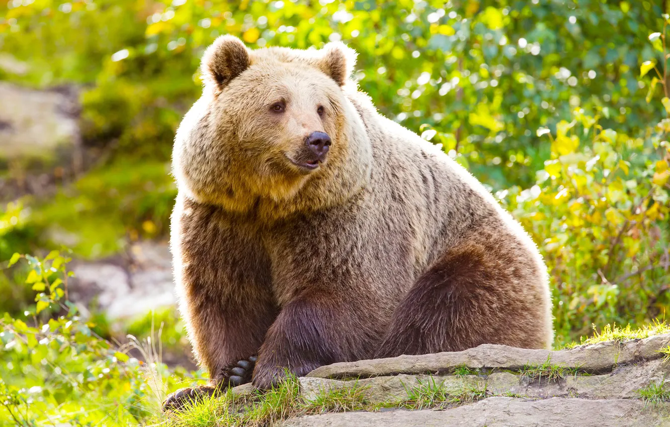 Photo wallpaper greens, face, the sun, nature, paws, wool, bear, sitting