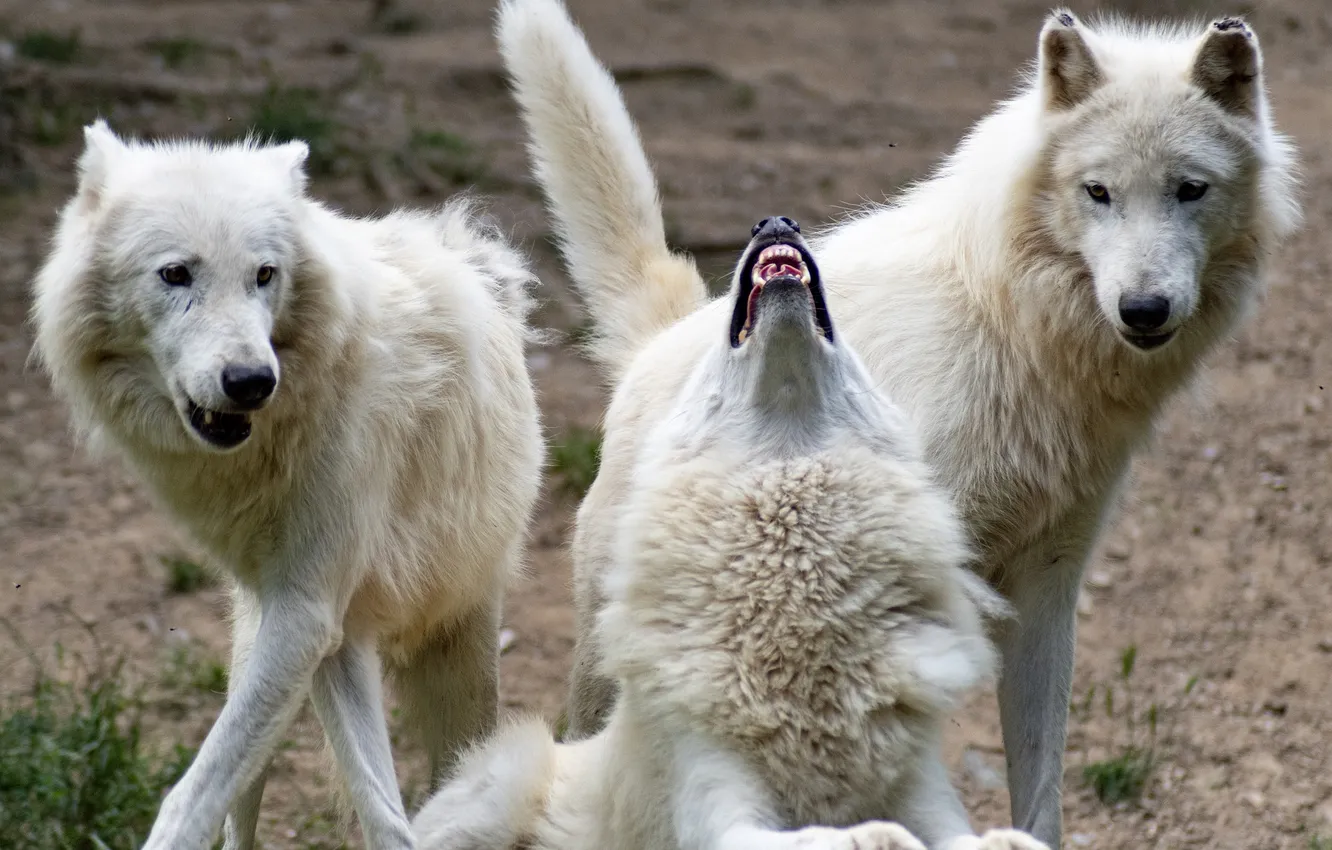 Photo wallpaper Predator, nature, snow, face, animal, wolf, canis lupus, wildlife