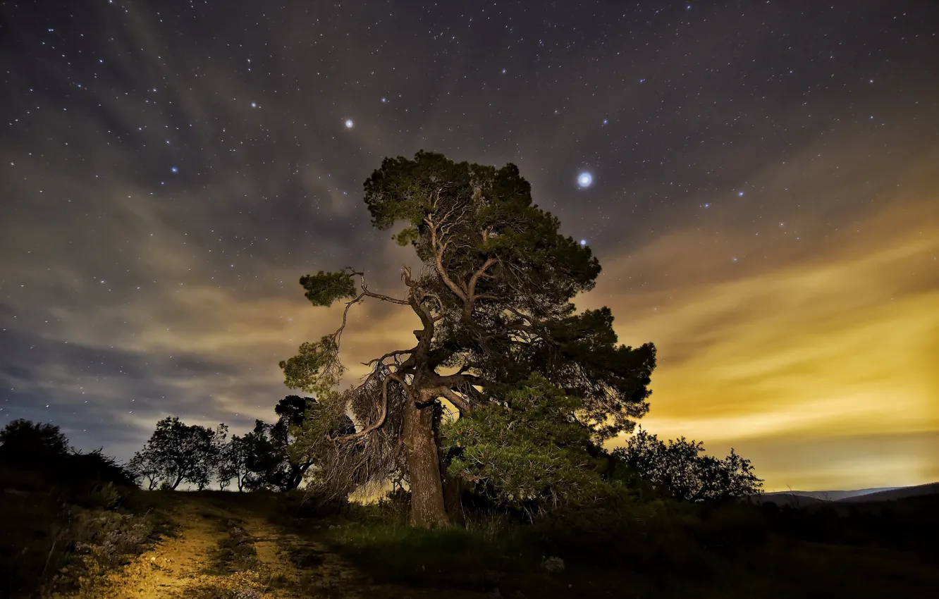 Photo wallpaper trees, night, nature
