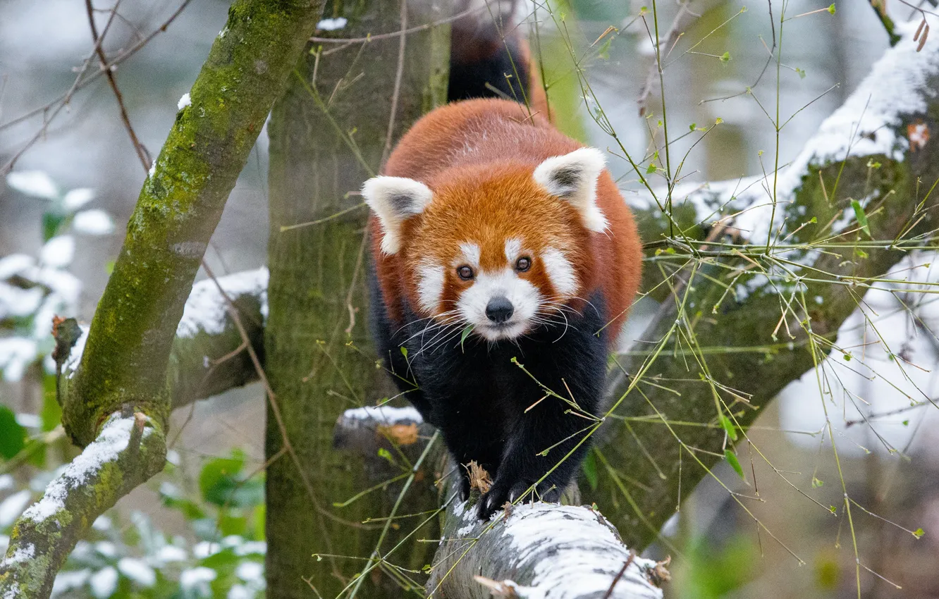 Photo wallpaper winter, look, snow, trees, branches, nature, pose, background