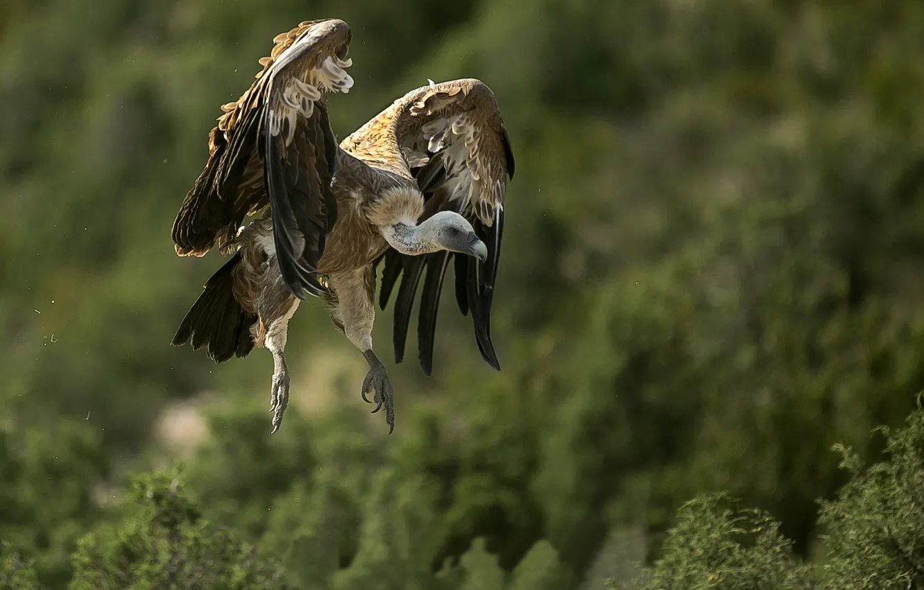 Photo wallpaper bird, predator, Grif, in flight