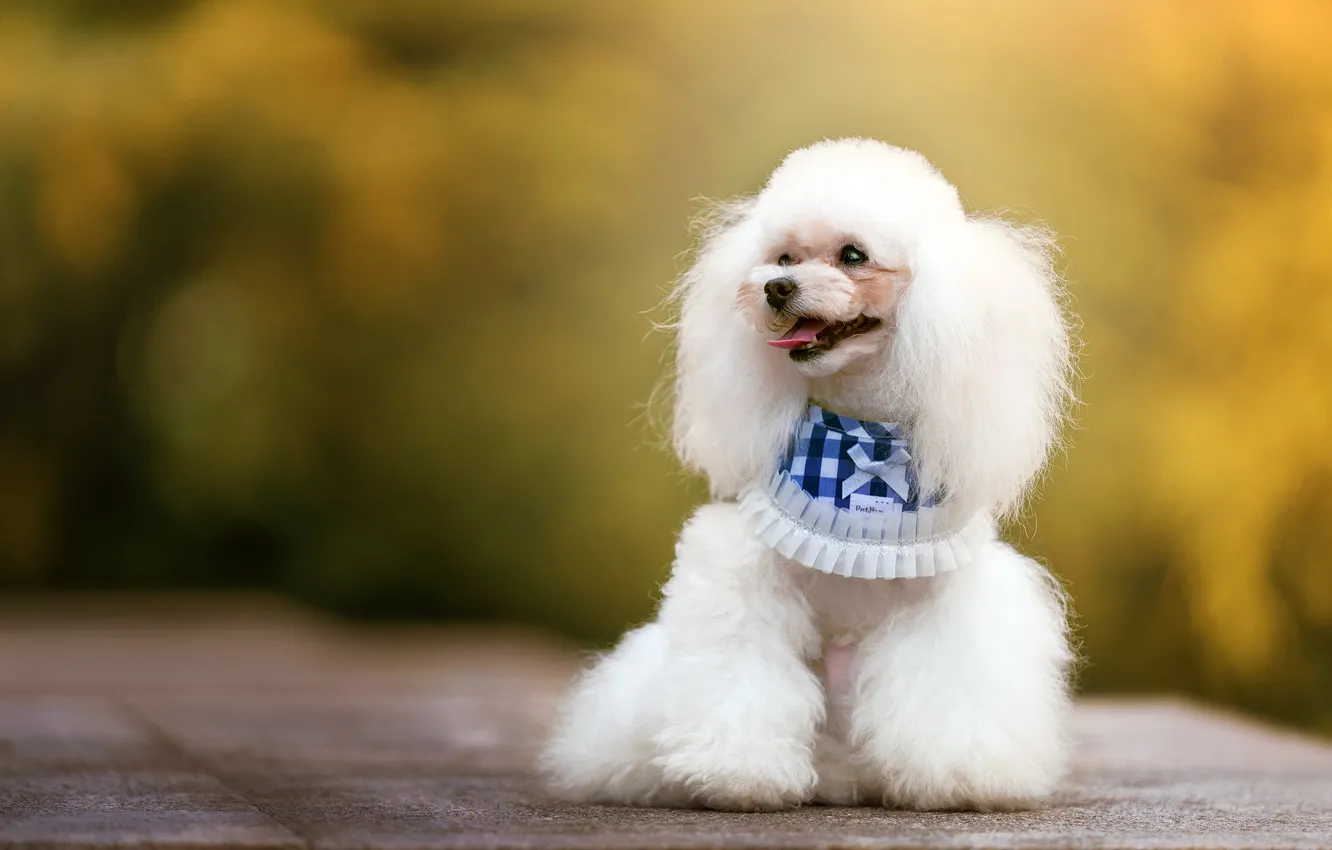 Photo wallpaper language, white, look, nature, tile, haircut, dog, hairstyle