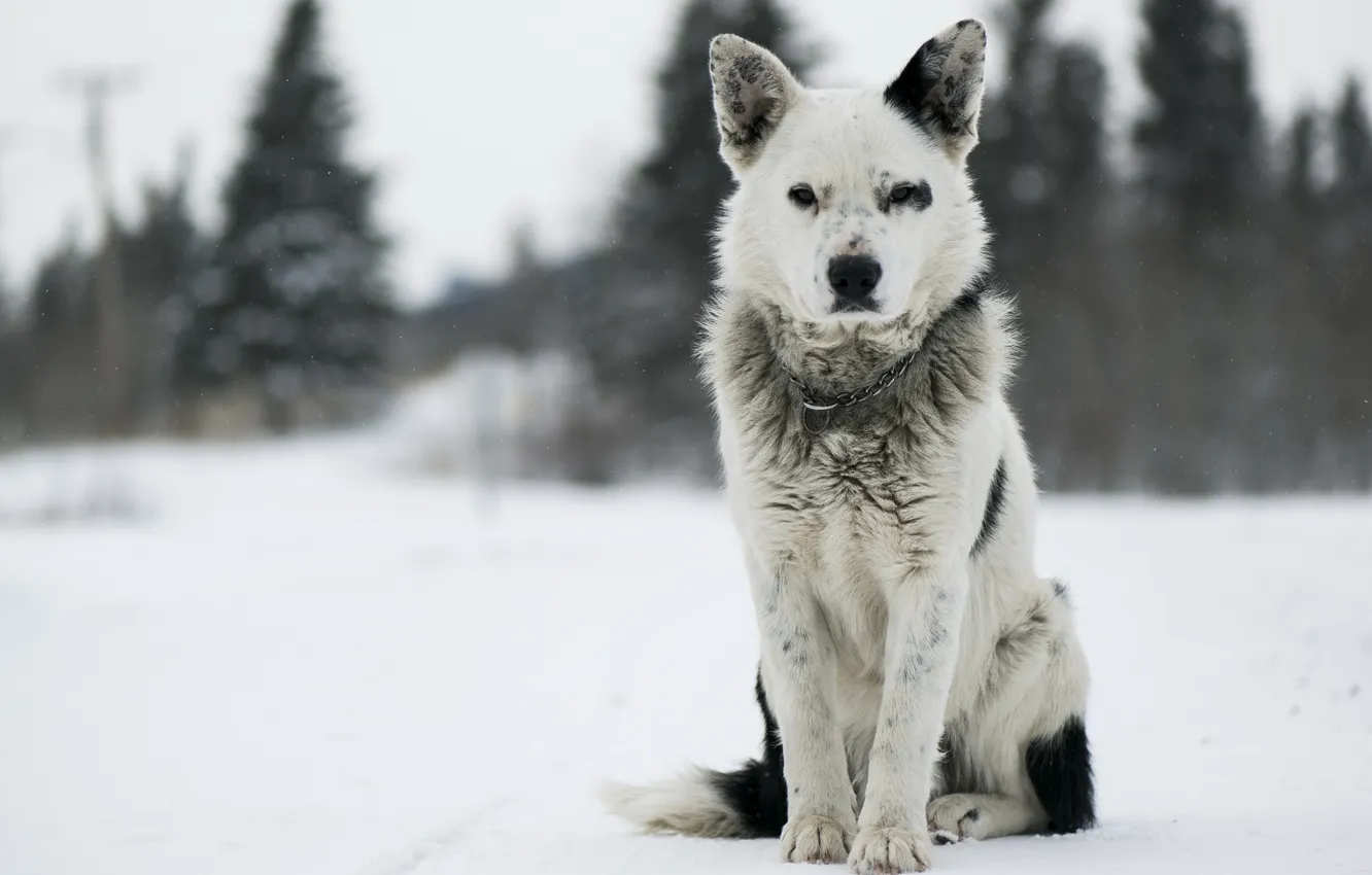 Photo wallpaper look, each, dog