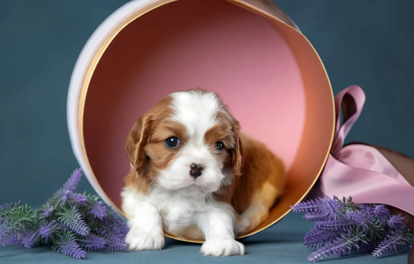 Photo wallpaper flowers, background, box, dog, tape, puppy, Cavalier-king-Charles-Spaniel, Svetlana Pisareva