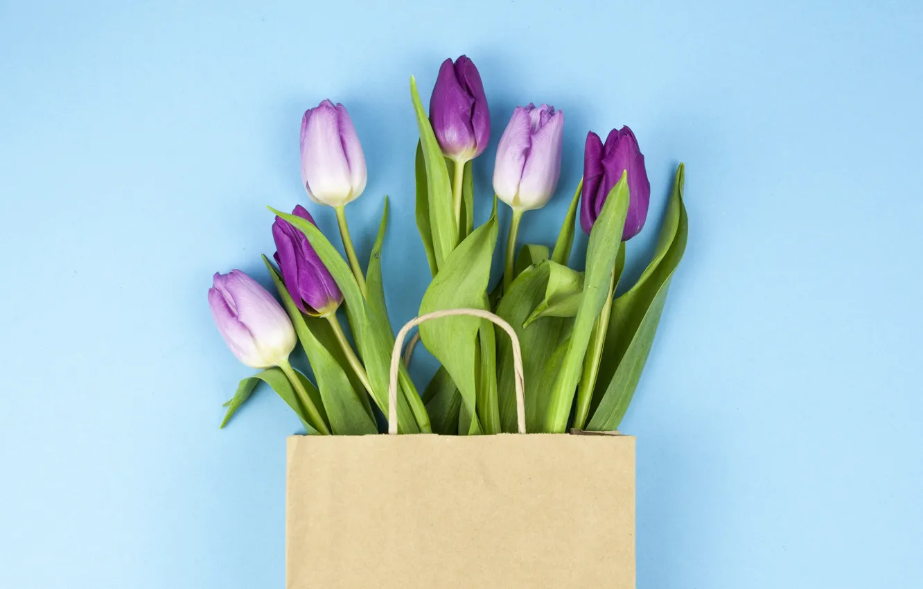 Photo wallpaper flowers, purple, tulips, flowers, beautiful, blue background, tulips, spring