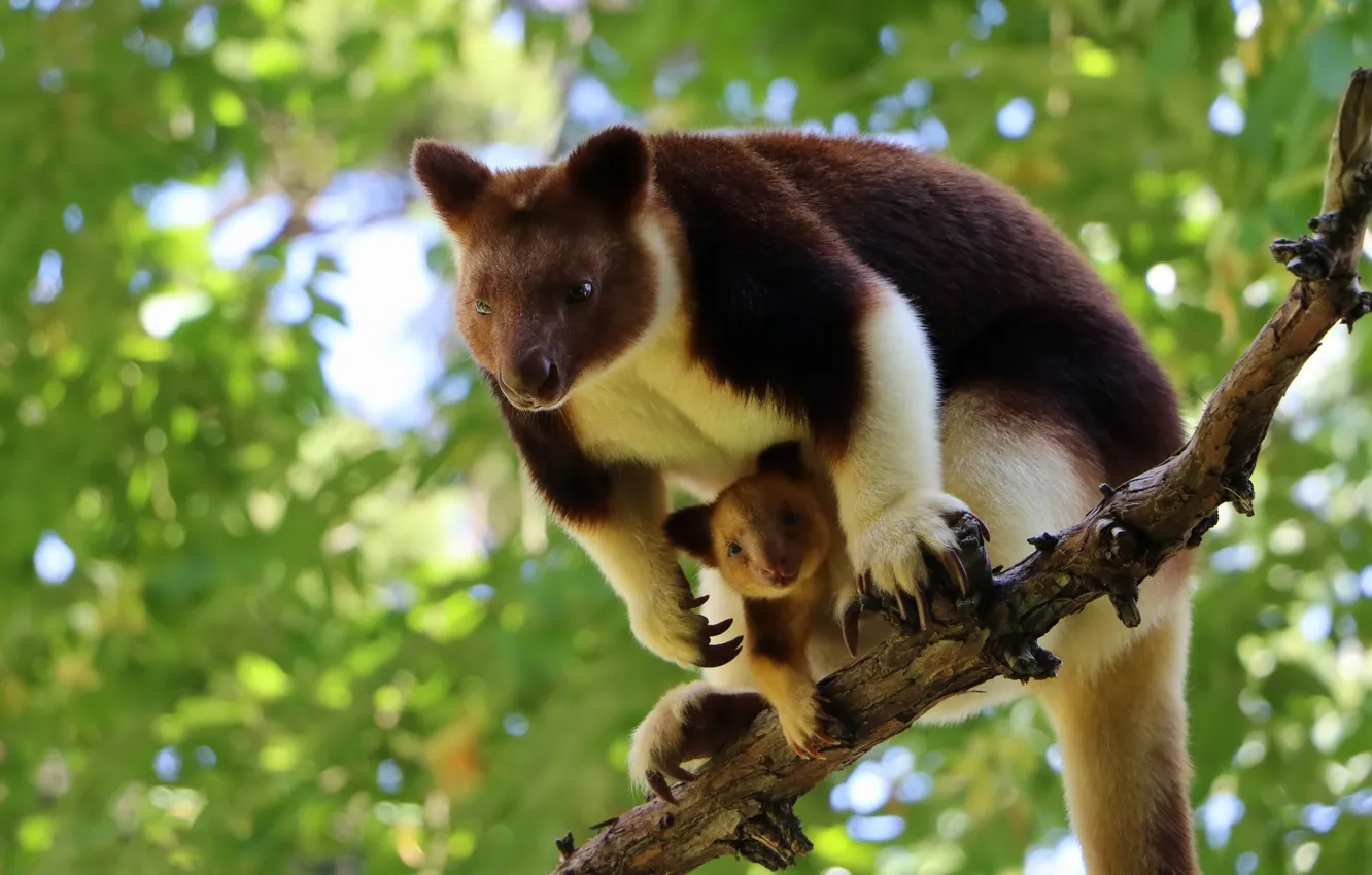 Photo wallpaper trees, nature, baby, kangaroo, cub, Wallaby