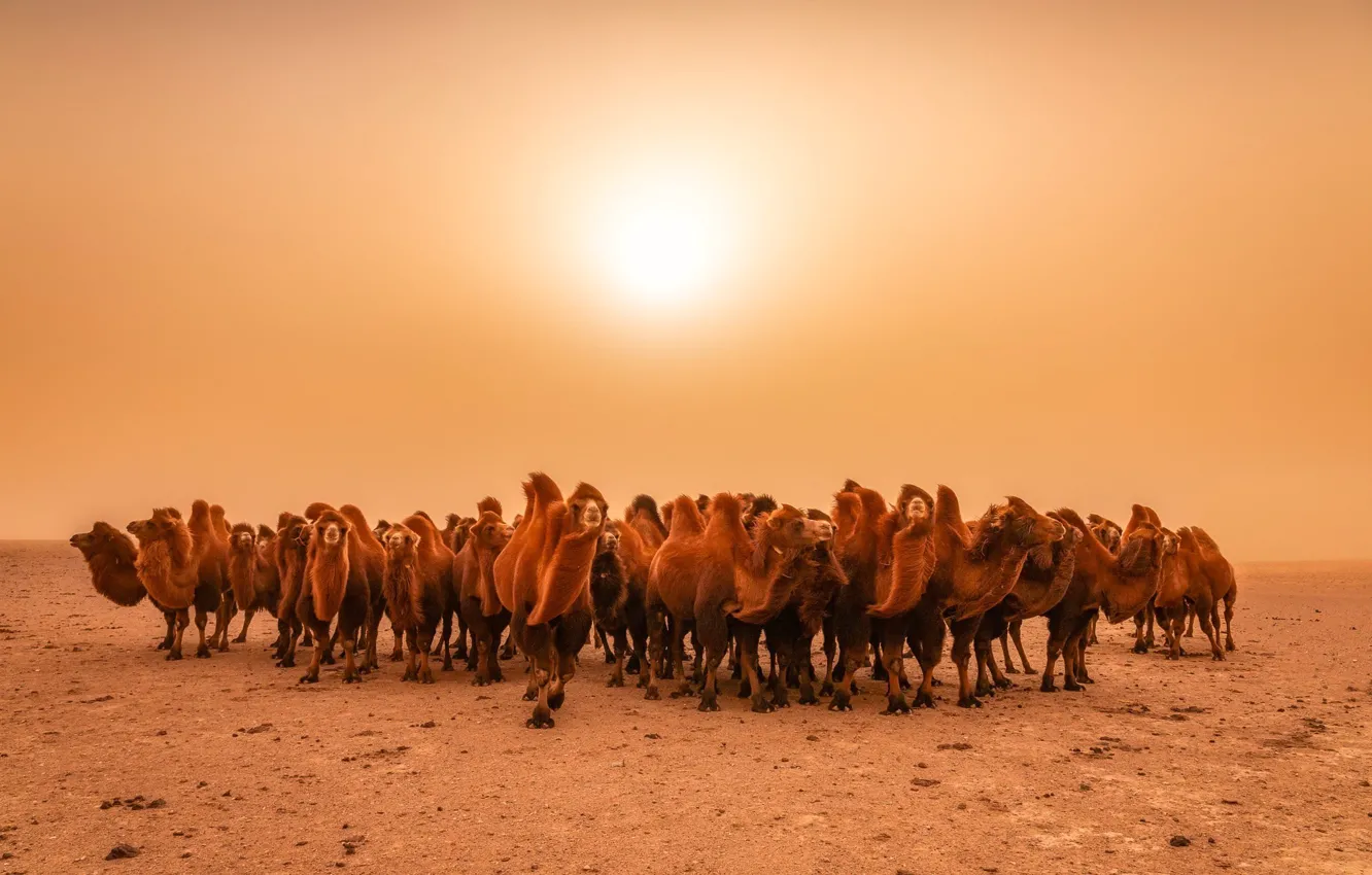 Photo wallpaper nature, desert, camels
