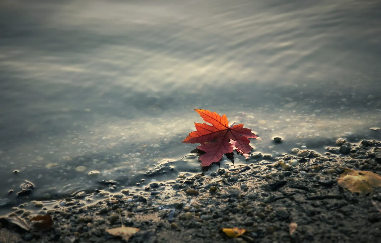 Photo wallpaper autumn, pond, Autumn leaf
