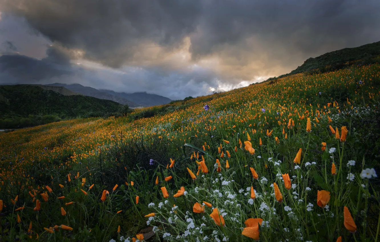 Photo wallpaper flowers, mountains, meadow, CA, California, escholzia, California poppy, Temescal Mountains