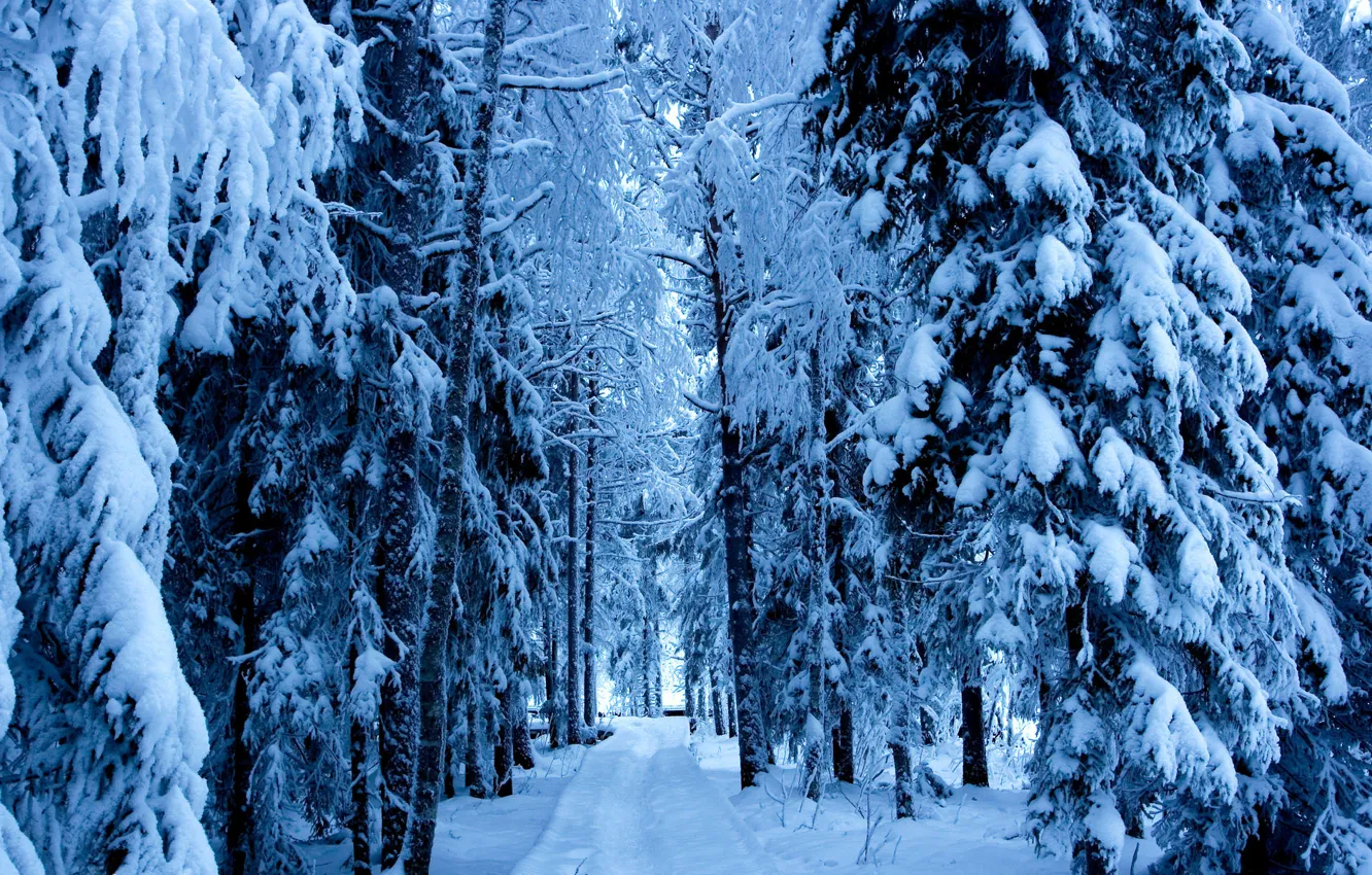 Photo wallpaper winter, road, forest, trees, ate
