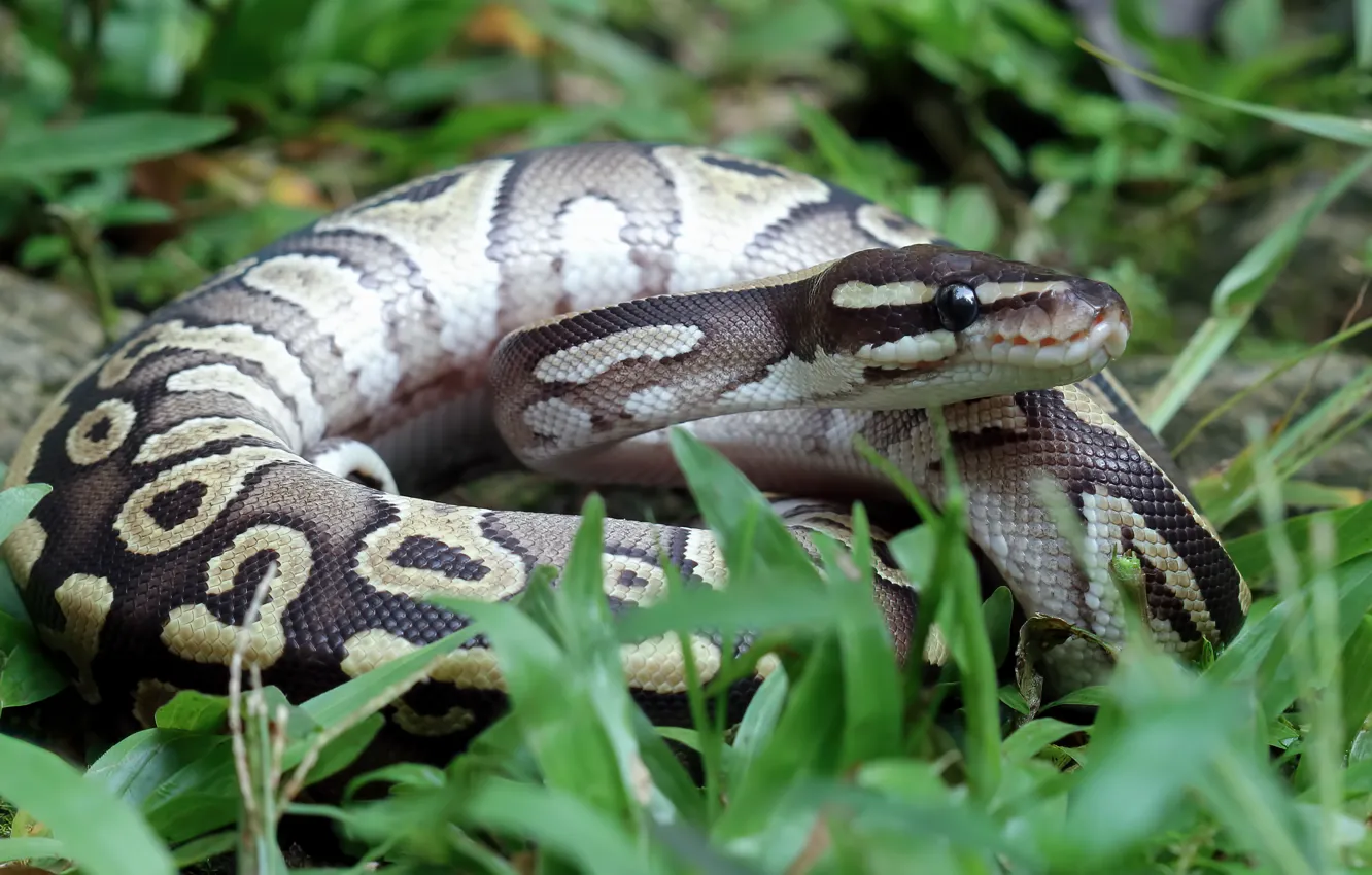 Photo wallpaper grass, snake, Python