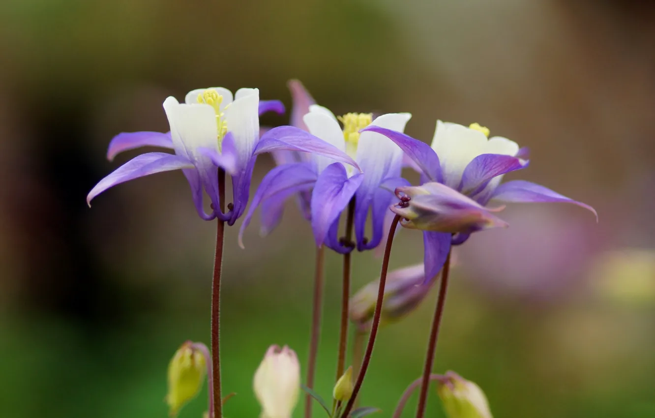 Photo wallpaper flower, lilac, focus, Aquilegia, Aquilegia