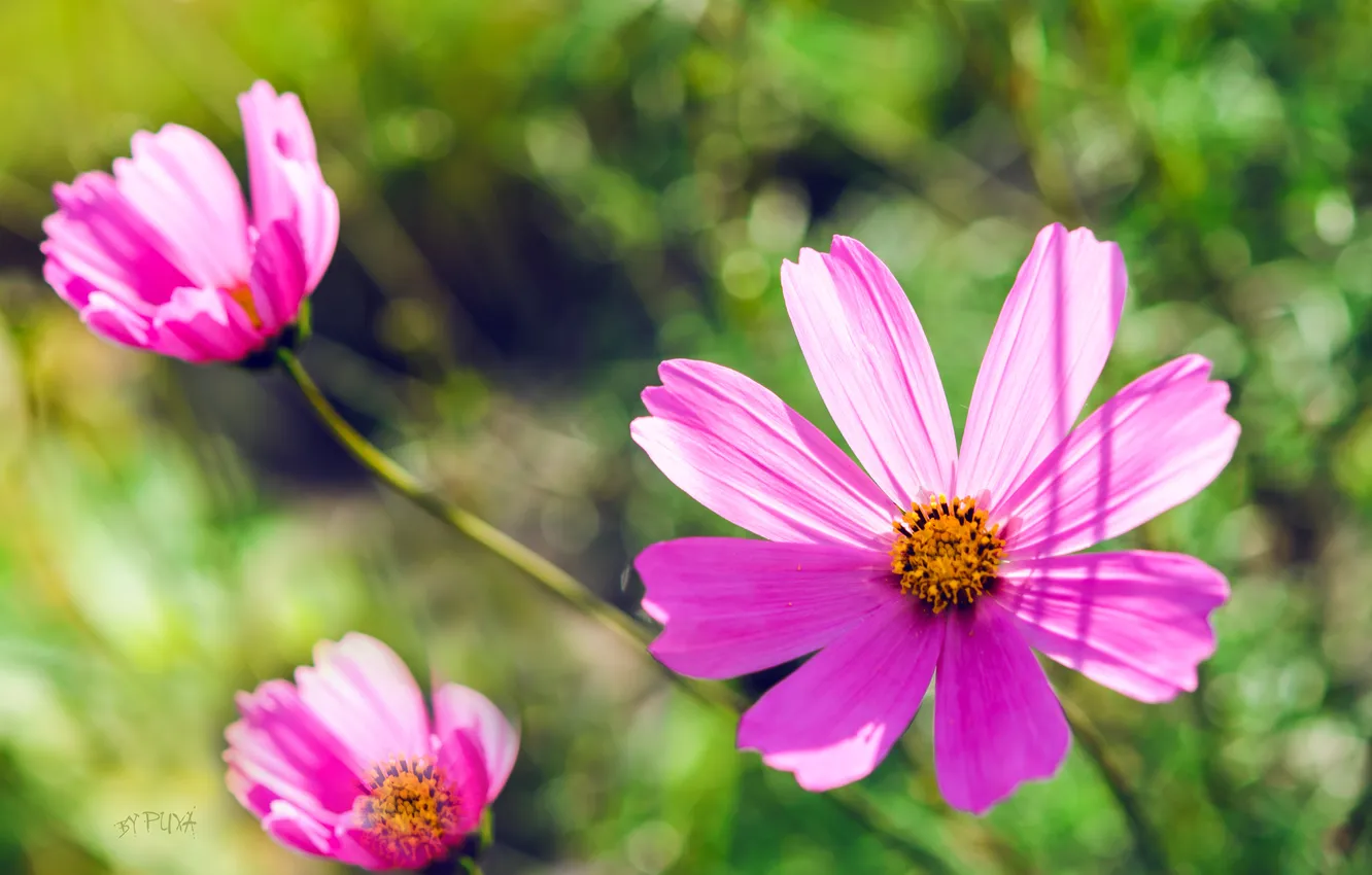 Photo wallpaper flowers, green, Wallpaper, color, chamomile, petals, pink, bokeh