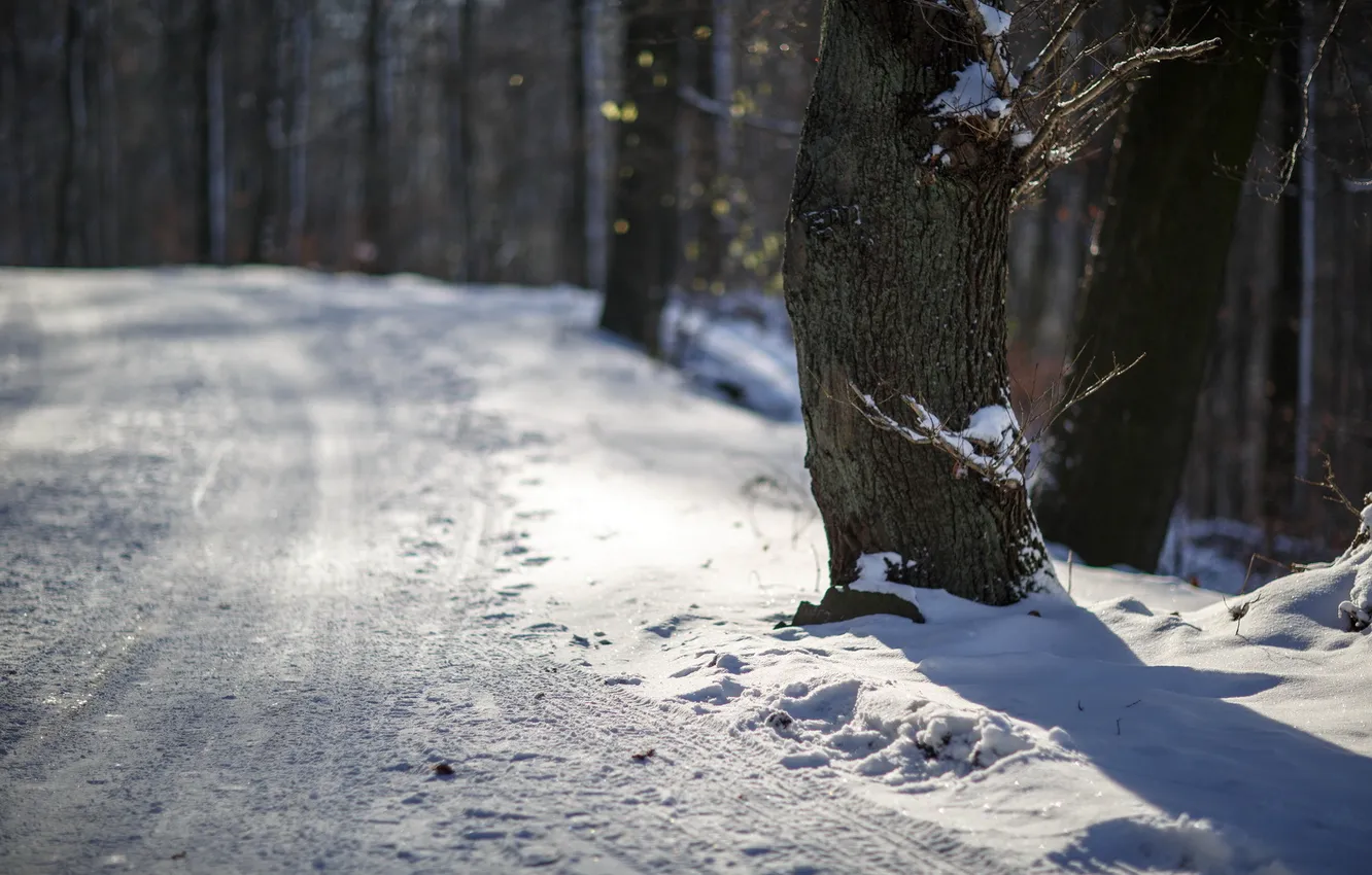 Photo wallpaper winter, road, trees