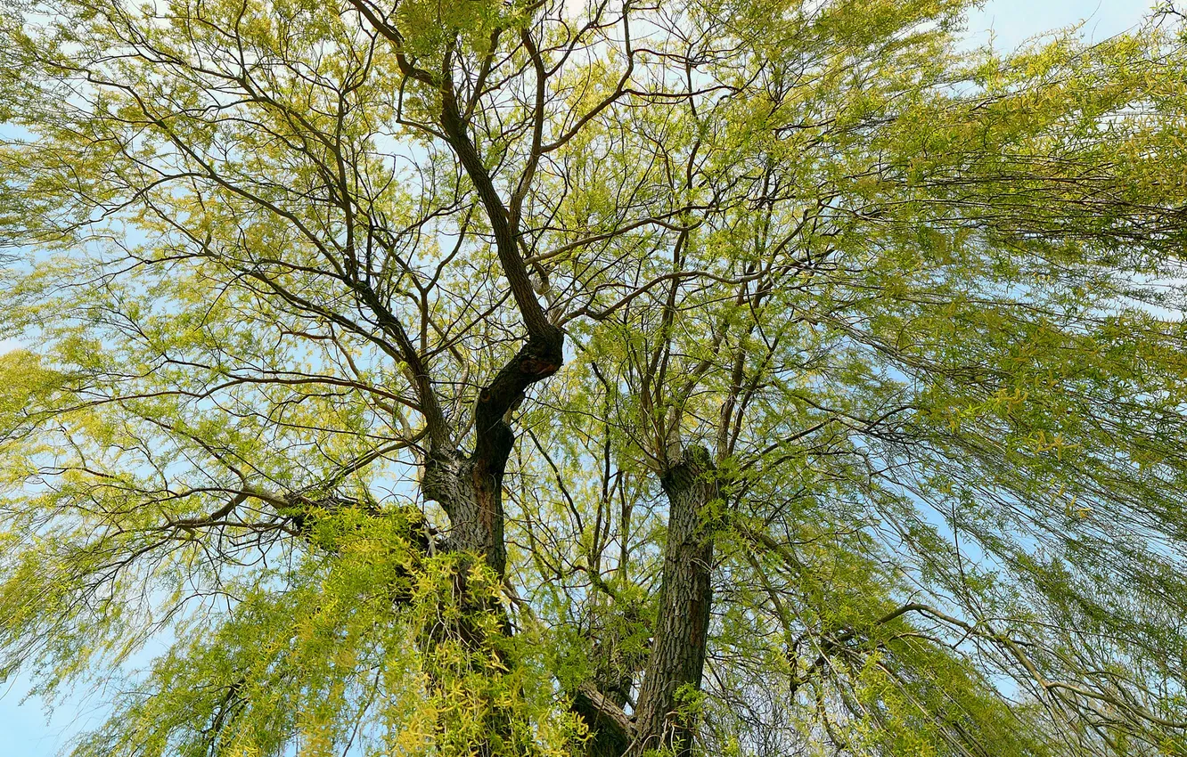 Photo wallpaper leaves, trees, branches, background, trunk, bark, crown