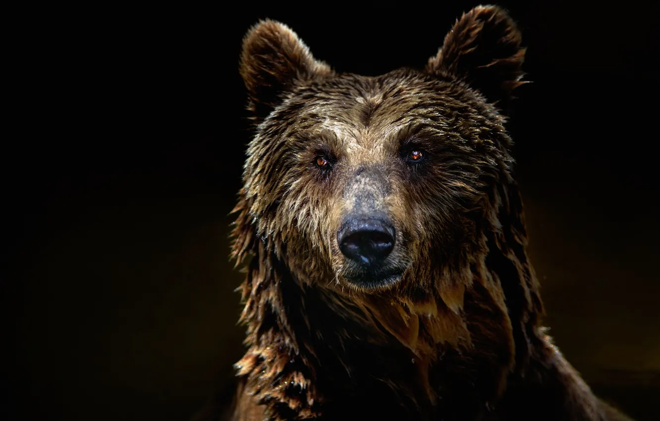 Photo wallpaper look, wool, bear