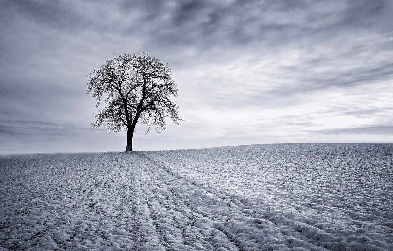 Photo wallpaper winter, field, the sky, snow, tree