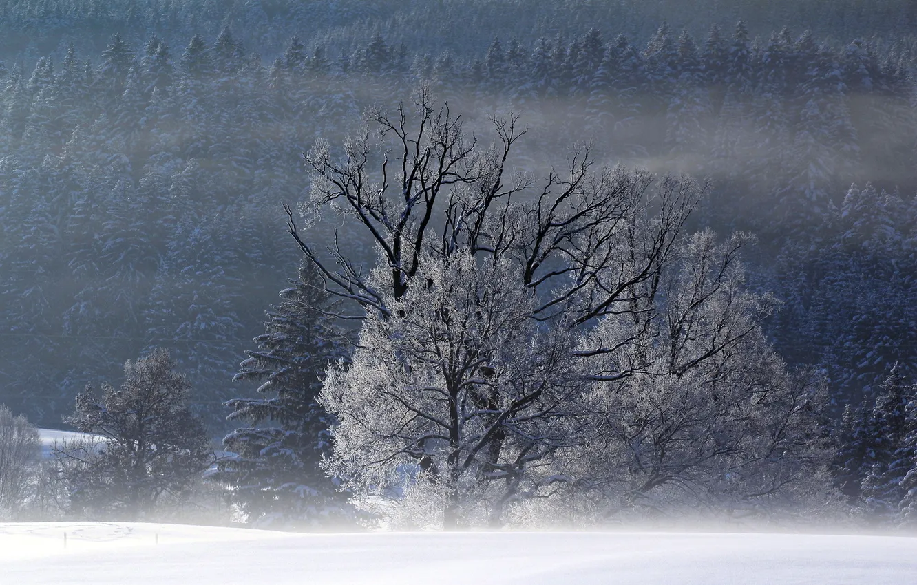 Photo wallpaper winter, field, trees, landscape, fog