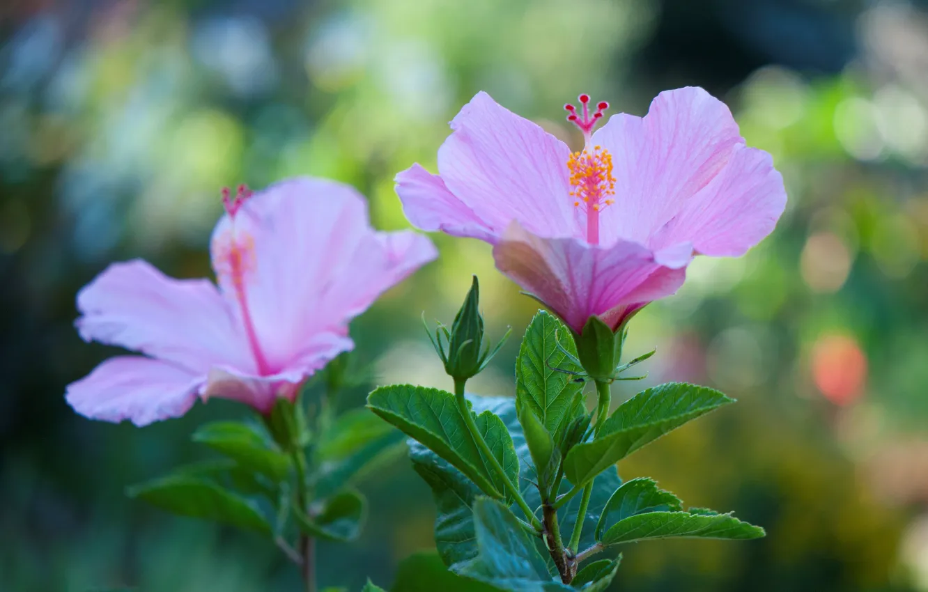 Photo wallpaper petals, pink, hibiscus