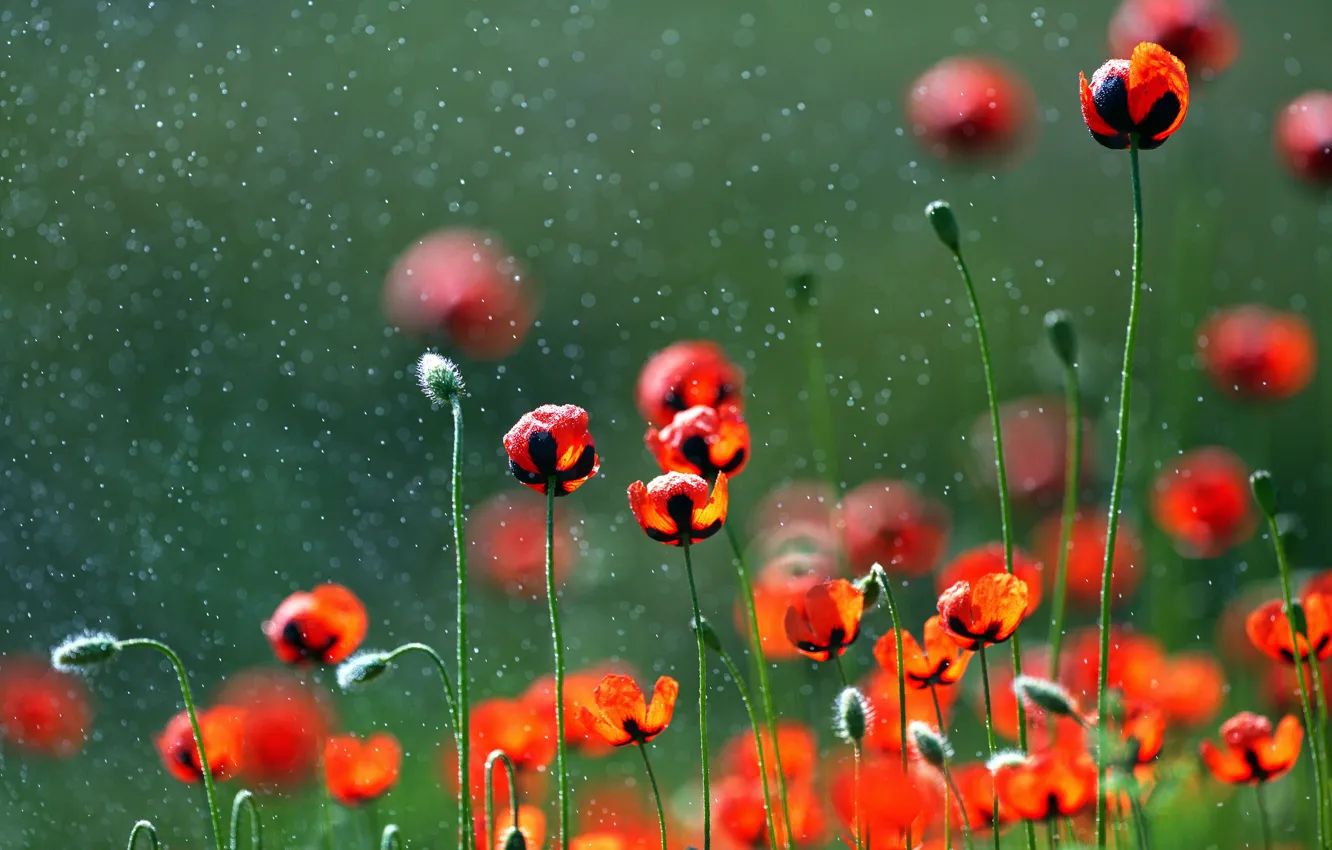 Photo wallpaper greens, summer, light, flowers, red, Maki, bokeh