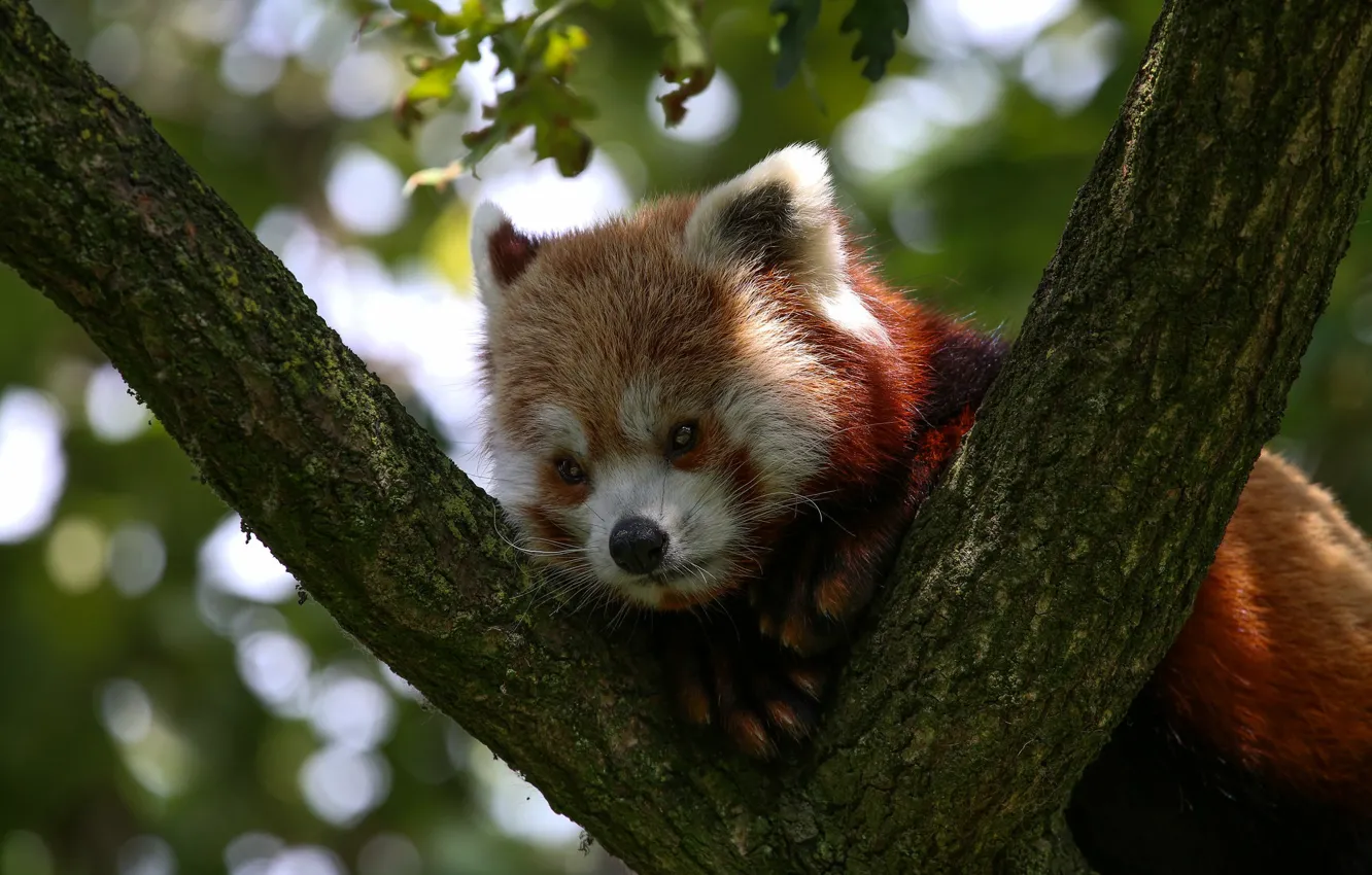 Photo wallpaper trees, red Panda, face, red Panda