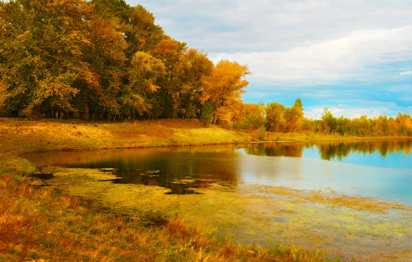 Photo wallpaper autumn, trees, nature, lake, trees, nature, autumn, lake