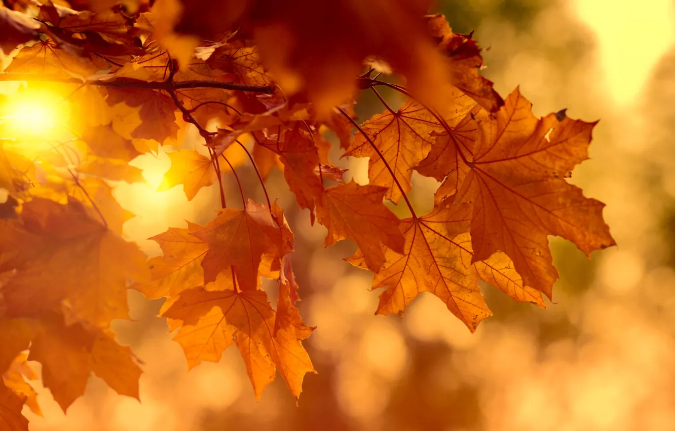 Photo wallpaper autumn, leaves, the sun, light, branches, bright, nature, background