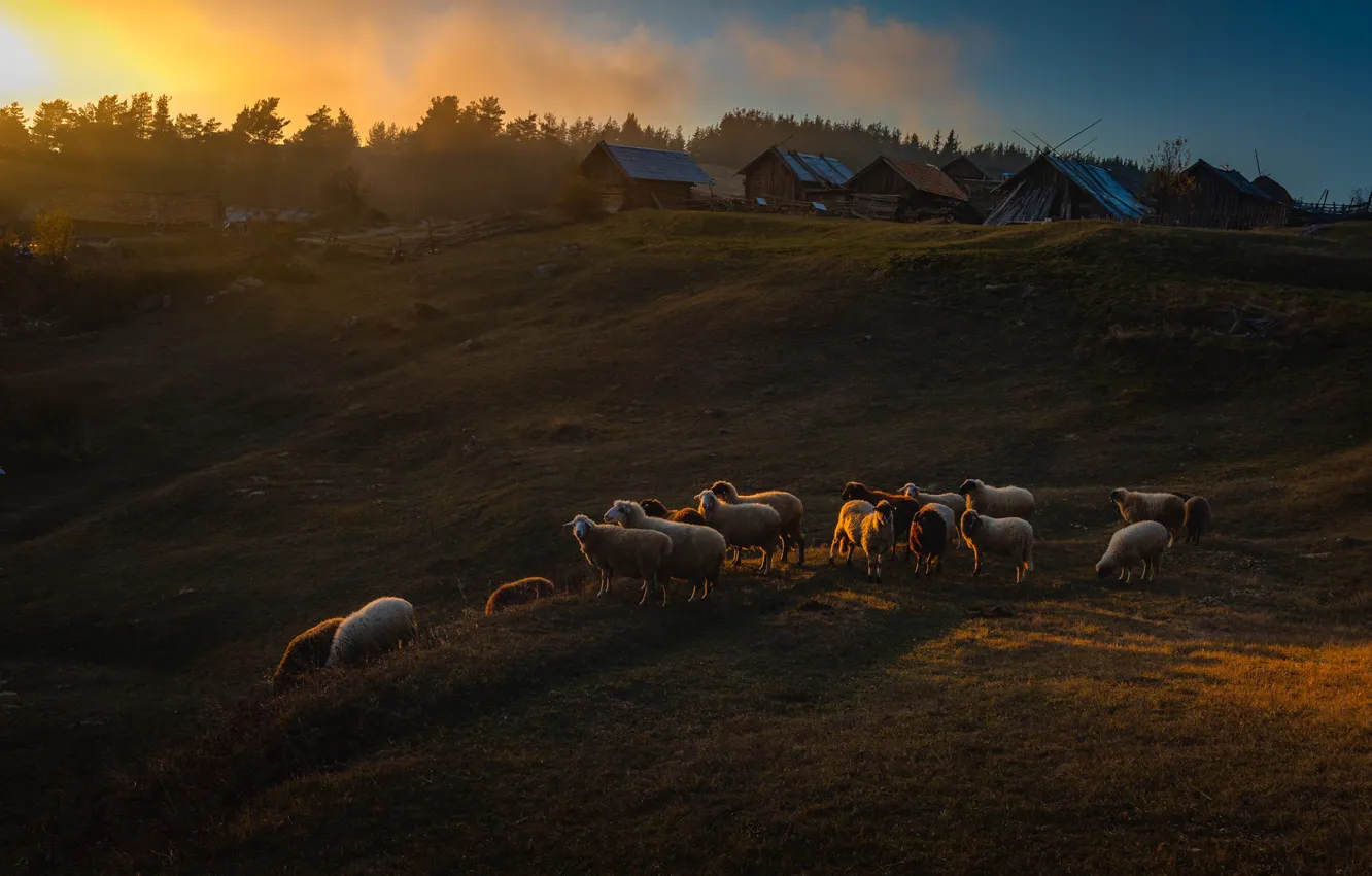 Photo wallpaper sunset, sheep, village