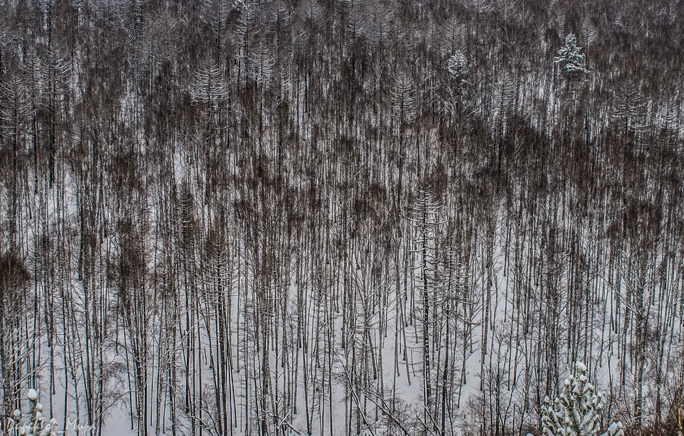 Photo wallpaper winter, forest, nature, contrast, birch, Abzakovo