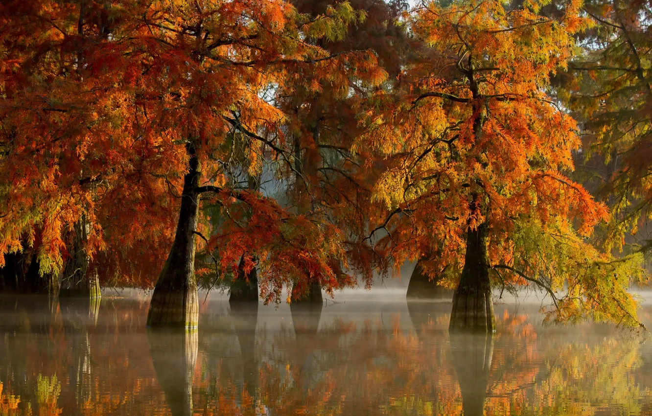 Photo wallpaper autumn, trees, nature, lake, couples, haze, mangroves