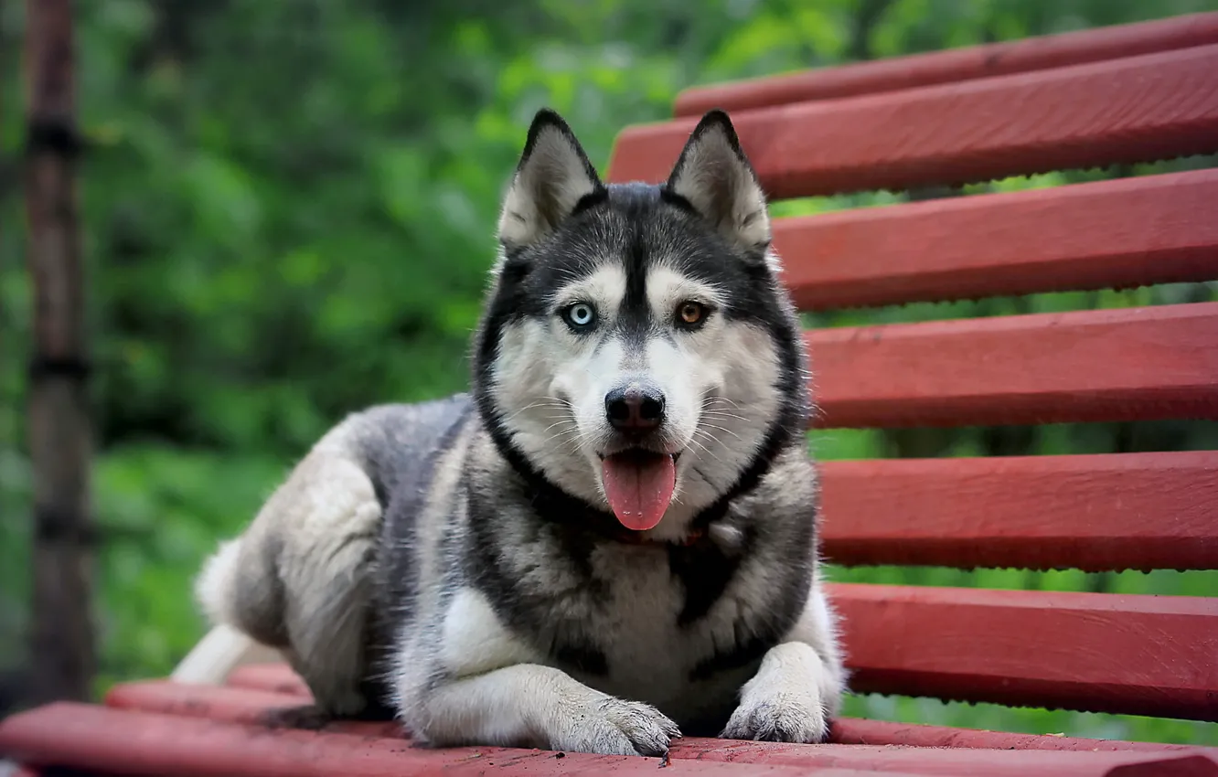 Photo wallpaper dog, bench, Siberian husk
