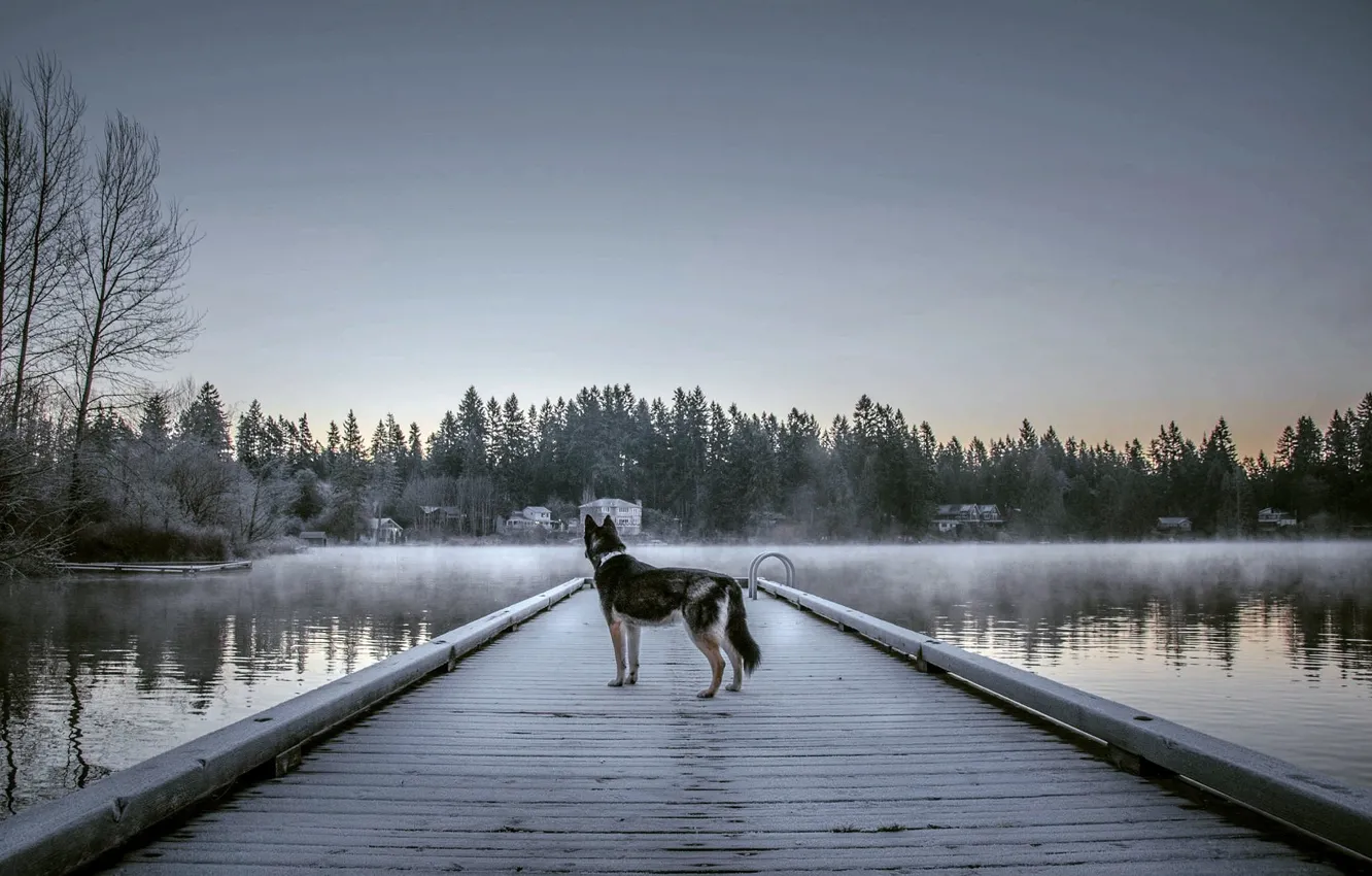 Photo wallpaper fog, lake, dog