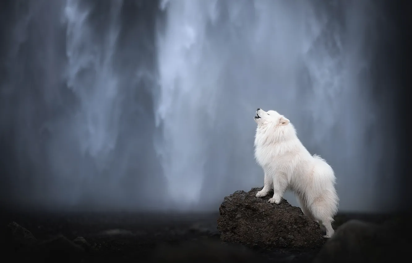 Photo wallpaper white, look, nature, pose, dog, face, Samoyed