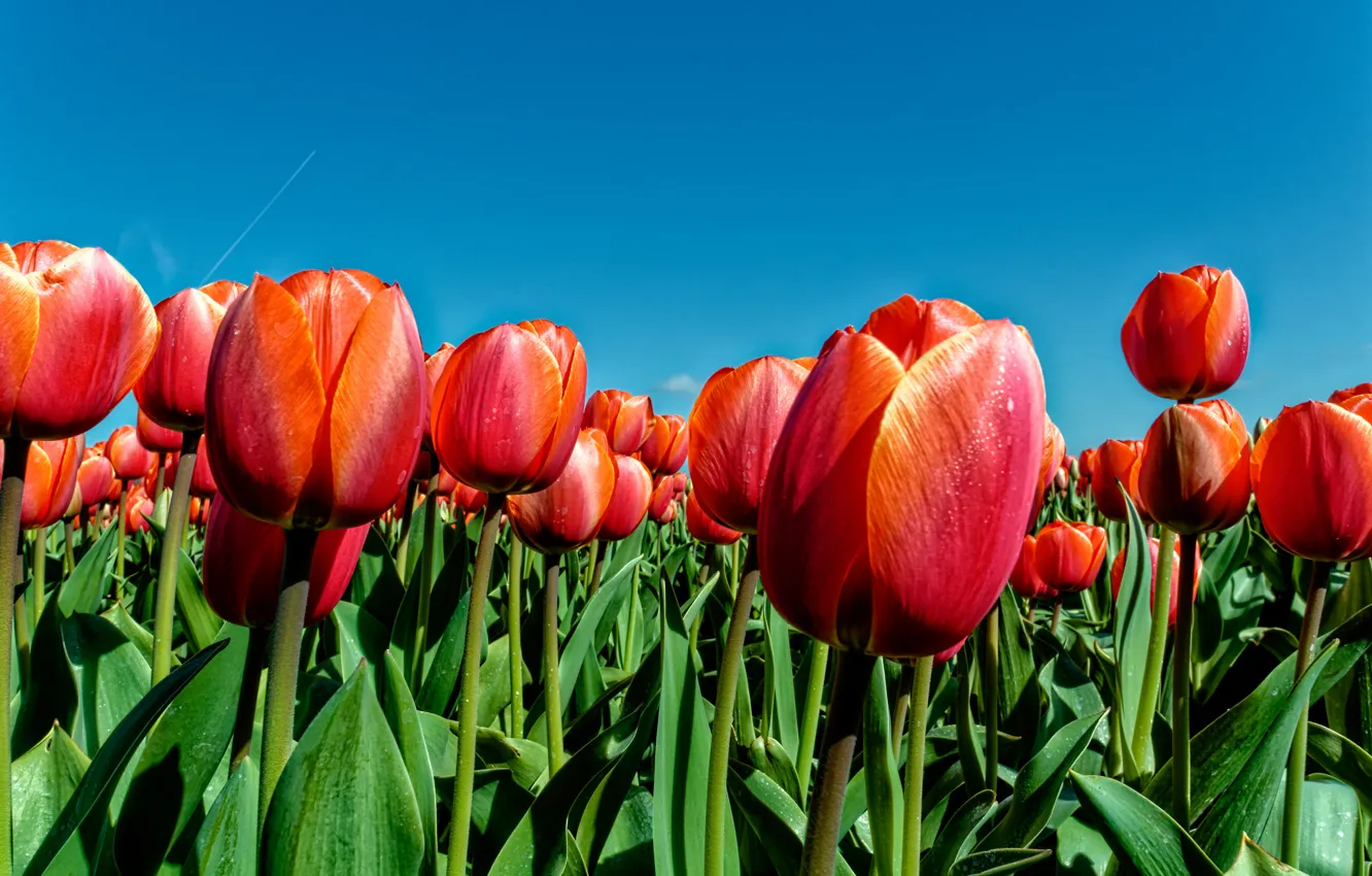 Photo wallpaper the sky, leaves, nature, spring, petals, meadow, tulips