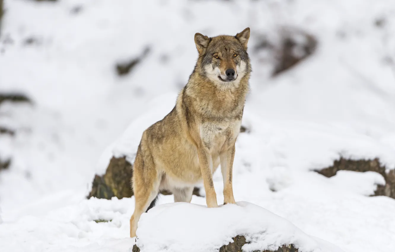 Photo wallpaper snow, stones, wolf, ©Tambako The Jaguar