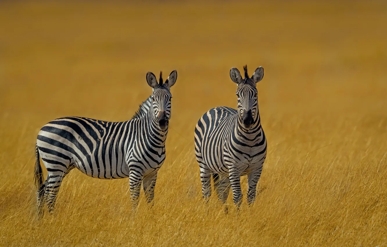 Photo wallpaper grass, Zebra, a couple