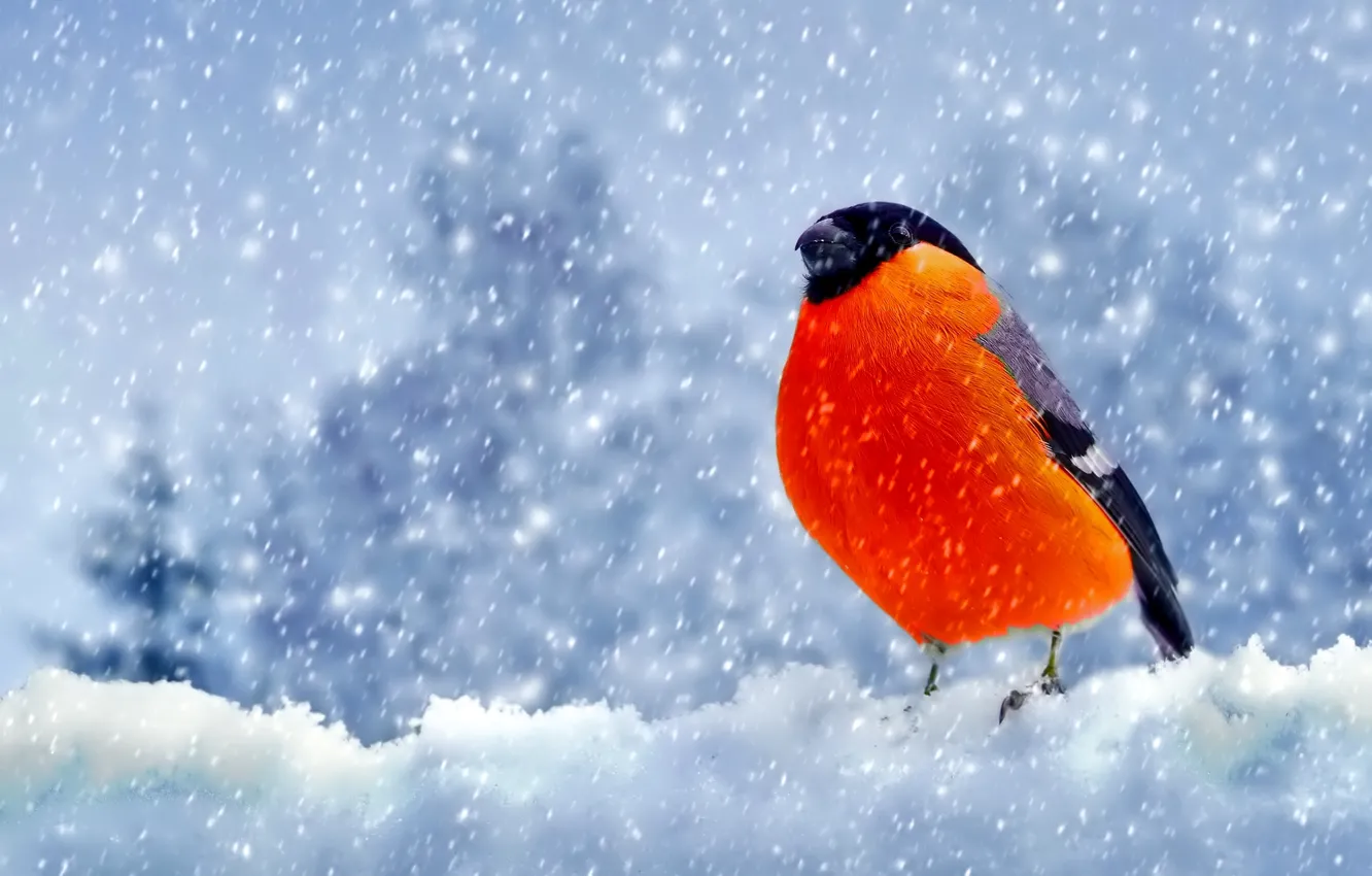 Photo wallpaper snow, bird, Winter, feathers, bullfinch