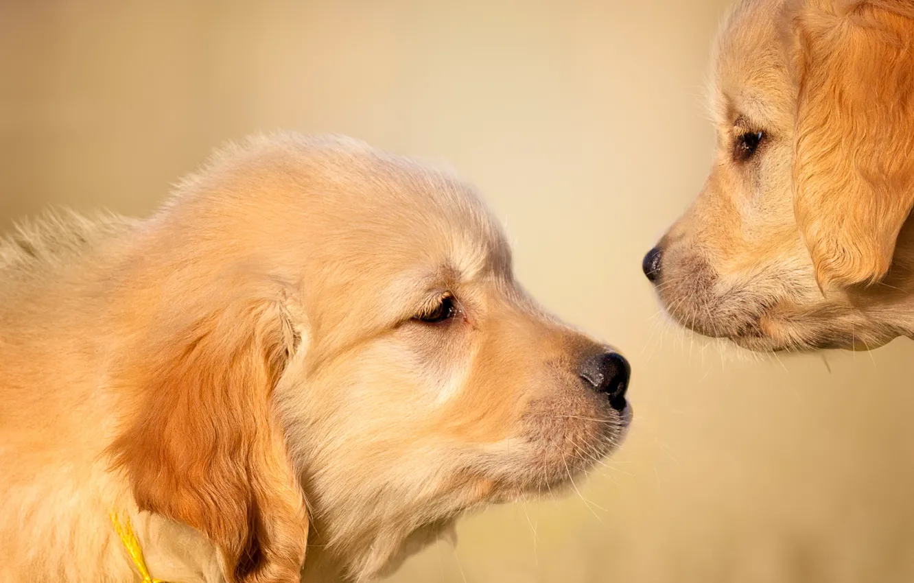Photo wallpaper dogs, background, puppies, faces, Golden Retriever, Golden Retriever