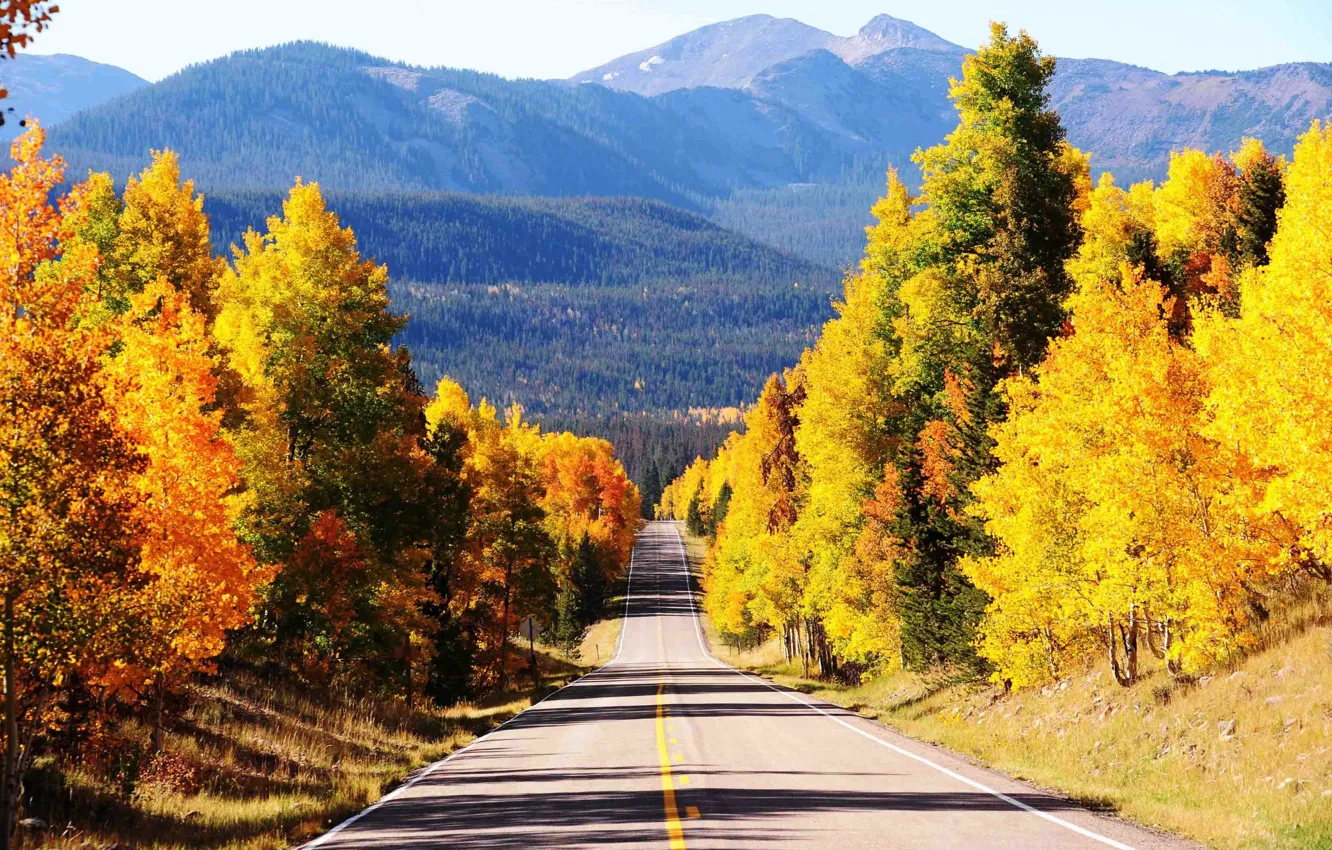 Photo wallpaper road, autumn, forest, nature, forest, road, nature, autumn