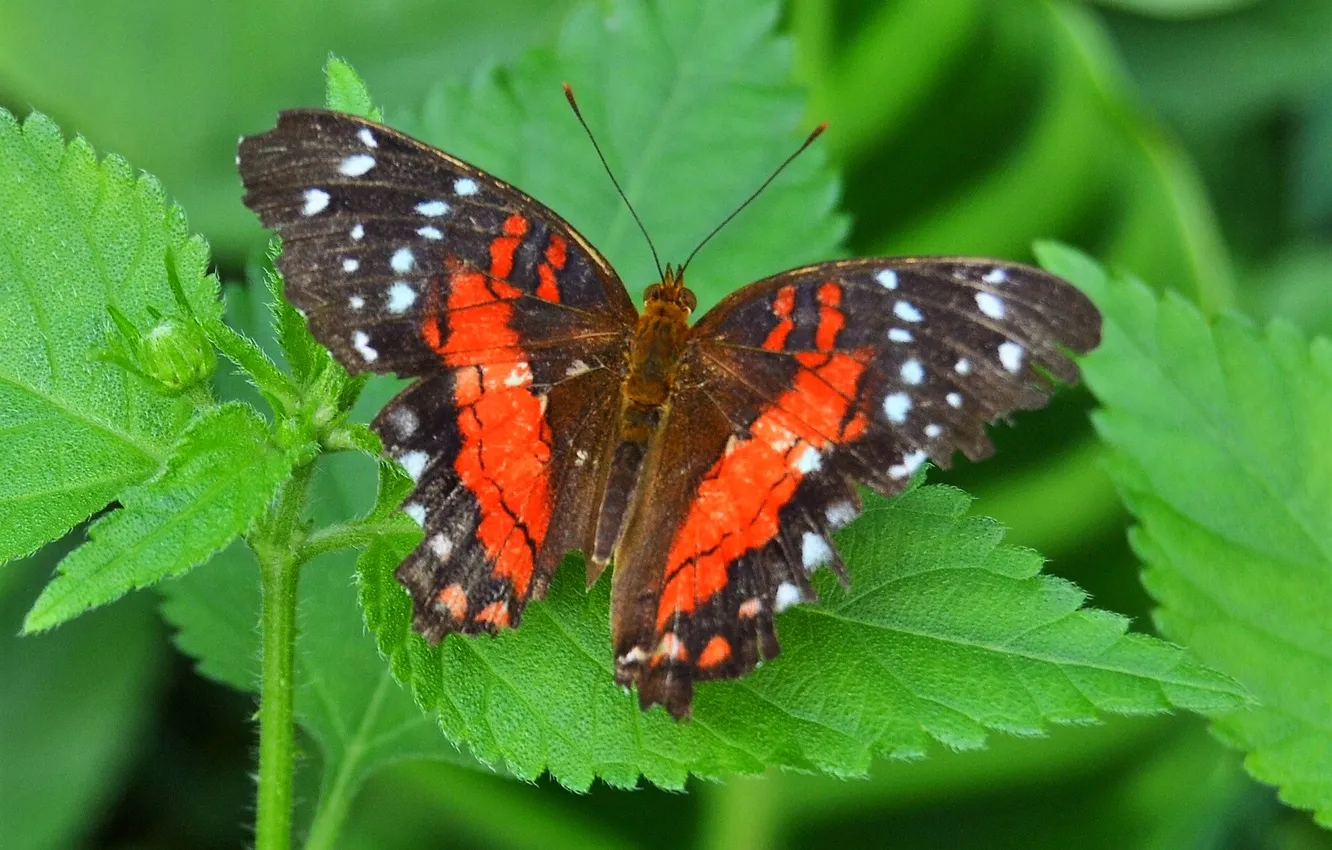 Photo wallpaper butterfly, wings, beautiful, nettle